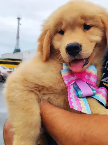 Fêmeas Golden Retriever disponível