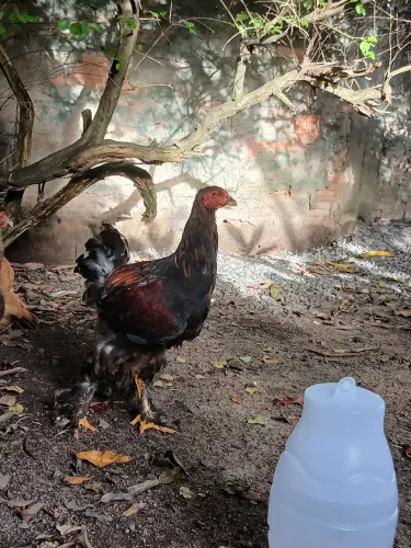 Galo brahma perdiz jovem R$100