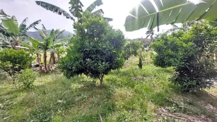 Sítio para venda tem 5600 metros quadrados com 1 quarto em Área Rural de Biguaçu - Biguaçu