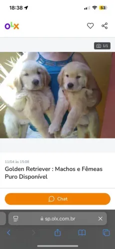 Golden Retriever: Filhotes companheiros Puros