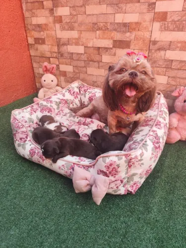 Filhotes de shih Tzu chocolates