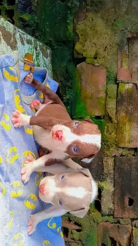 Casal de filhote de Pit Bull para venda
