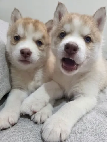 Vendo filhotes de Husky siberiano