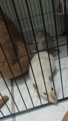 Rato twister 