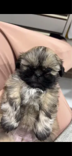Filhote shih tzu fêmea