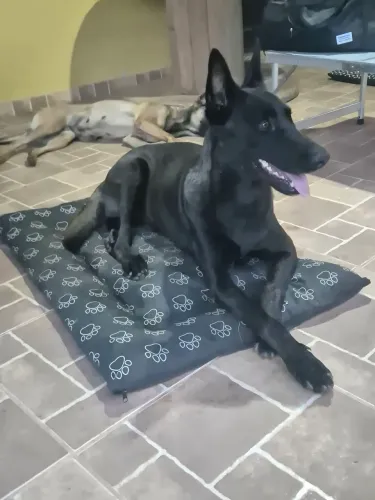 Cachorro - Filhote - Pastor Malinois