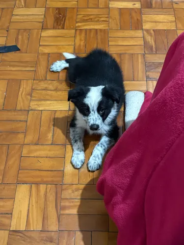 Cachorro Border Collie