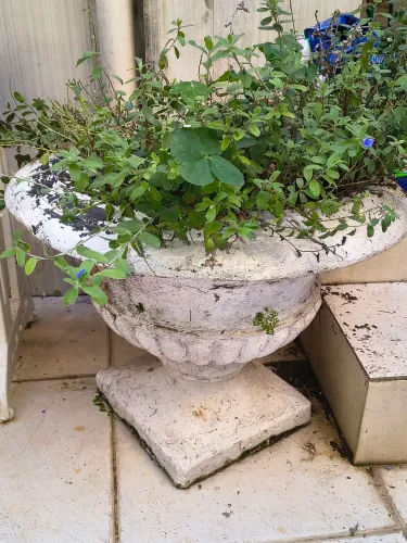 Vasos de plantas acimentado