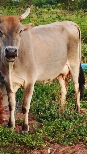 Vaca leiteira vendo