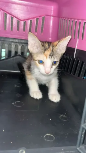 Filhote para adoção 