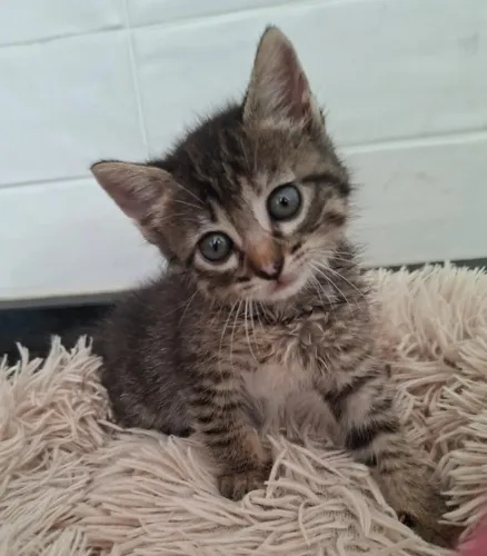 Doa-se filhote, de gato, fêmea, resgatada, em Apucarana