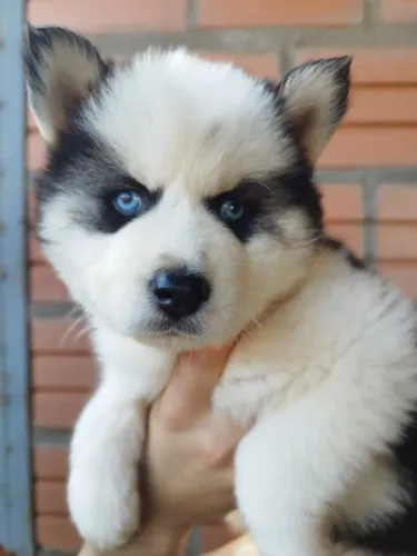 Husky Siberiano,Husky Siberiano Filhote Disponível Entrega Facilitada