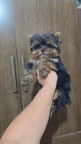 Yorkshire Imperdivel Micro e ninhada de tamanho padrão! Aceito cartão