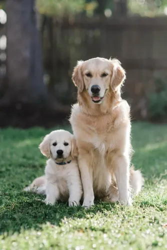 Filhote de Golden Retriever Para Encher Seu Lar de Alegria