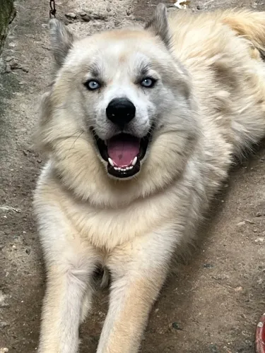 Cachorro
