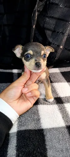 Filhote pinscher venda 