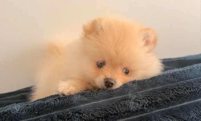 Lulu da pomerania