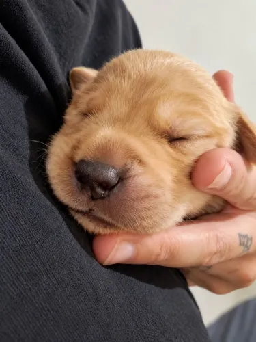 GOLDEN RETRIEVER FILHOTES