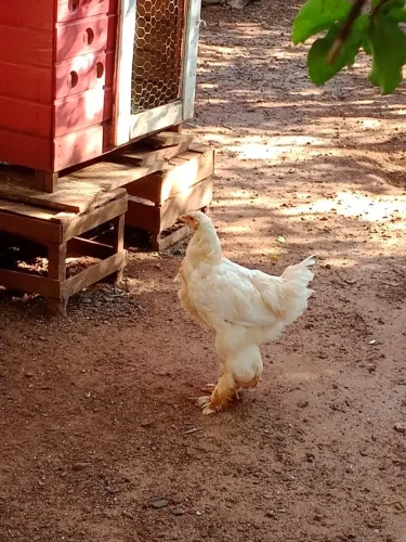 Brahma light