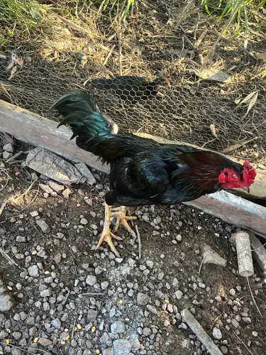 Galo índio