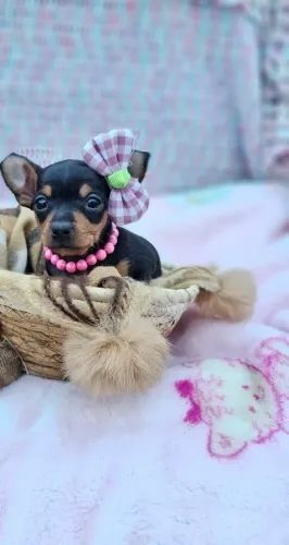 Cãozinho Pinscher/Pincher dócil saudável e de ótima genética para o lar