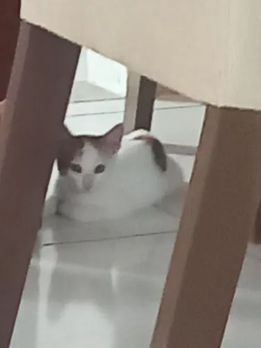 Doação filhote gato ?