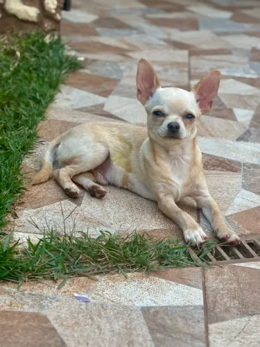 Chihuahua  macho pelo curto