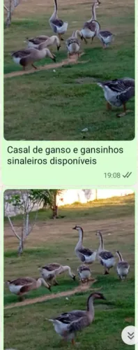 Ganso sinaleiro casal
