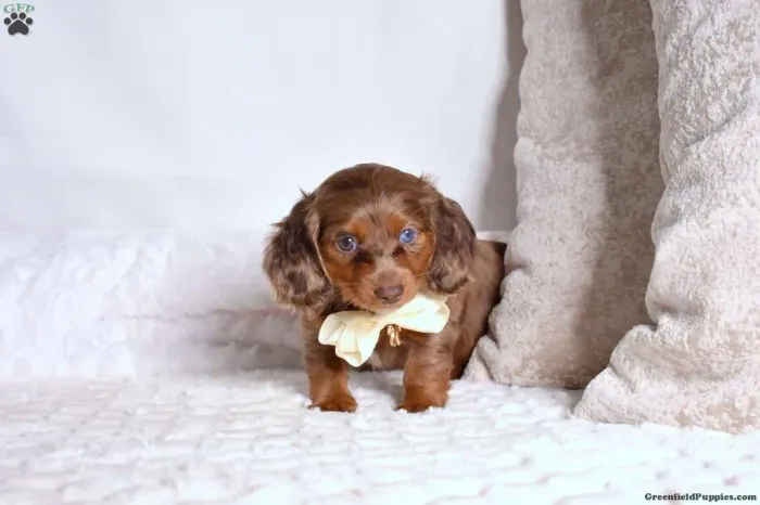 Dachshund Arlequim Super raro| Chama no WhatsApp 