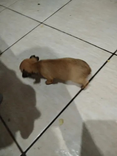 Pinscher macho
