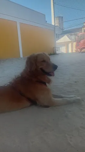 Golden procura namorada