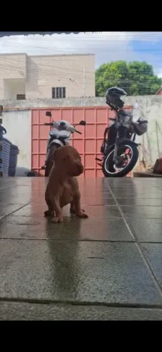 Filhotes Pitmonster