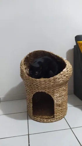 Casinha para pets tokstok