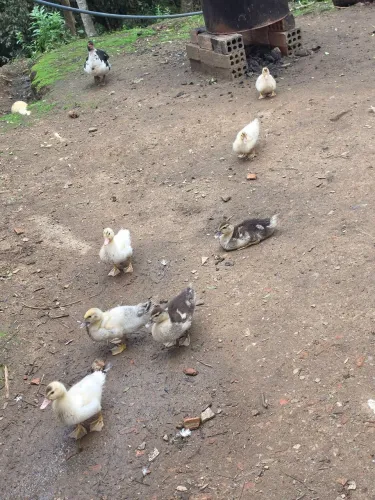 Patinhos