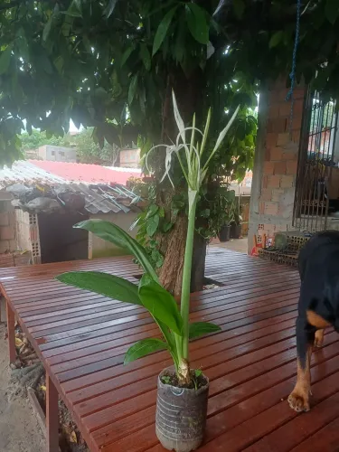 Planta Lírio-aranha-do-litoral mudas
