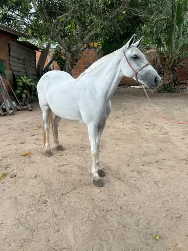 Égua