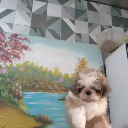 Cachorro Shitzu 