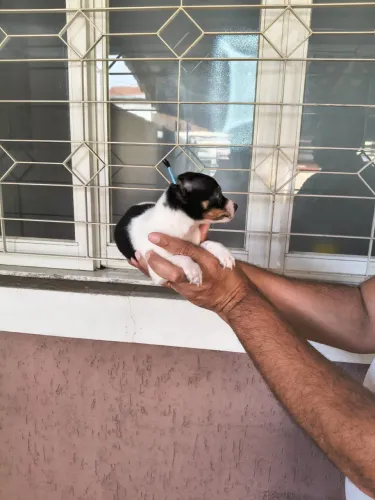 Pinscher lindos