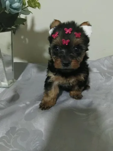 Filhotes de Yorkshire Terrier miniatura