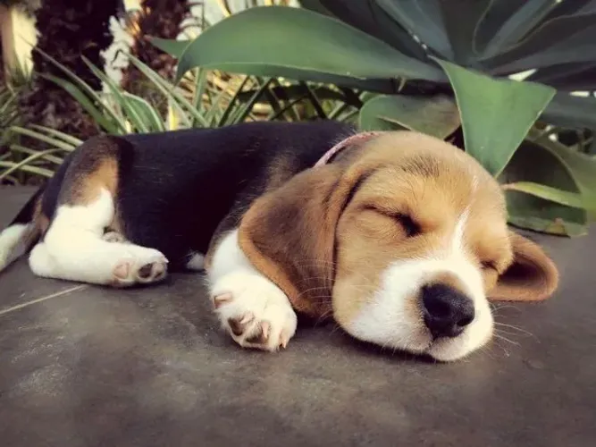 Beagle - Modo aventura: sempre ligado !!
