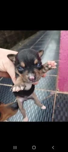 Filhotes de Pinscher N°2