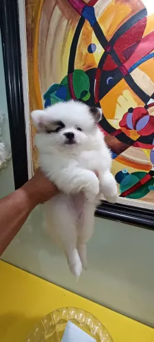 Femea de lulu da pomerania anão ja vacinada