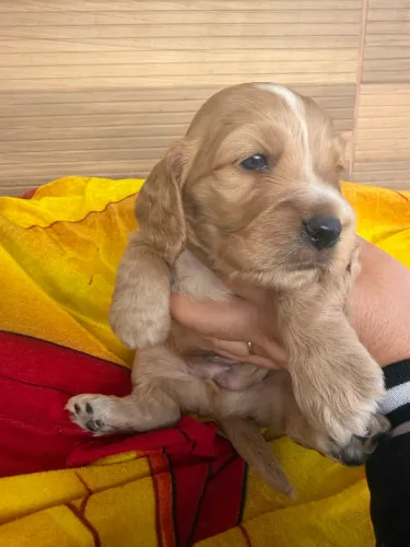 Lindos filhotes de Cocker Spaniel