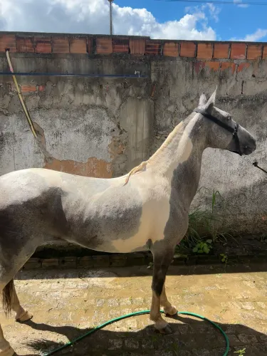 Égua mangalarga
