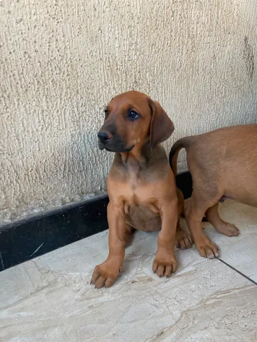 Filhote de dobermann com fila brasileira
