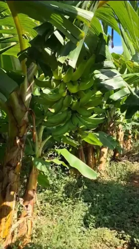 Muda de banana da terra anã 
