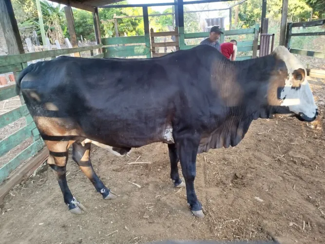 Vaca e boi