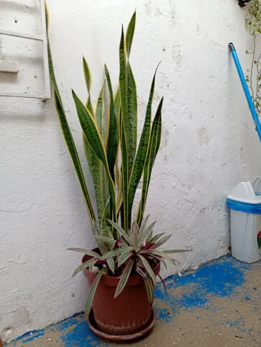 Espada de São Jorge Grande e outras plantas com jarro e bandeja.