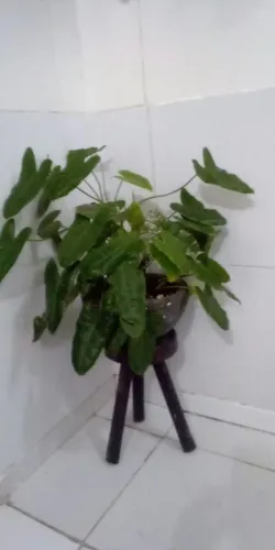 Planta com suporte (Entrega grátis)