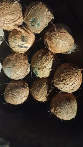 coco seco partir de 5unidades